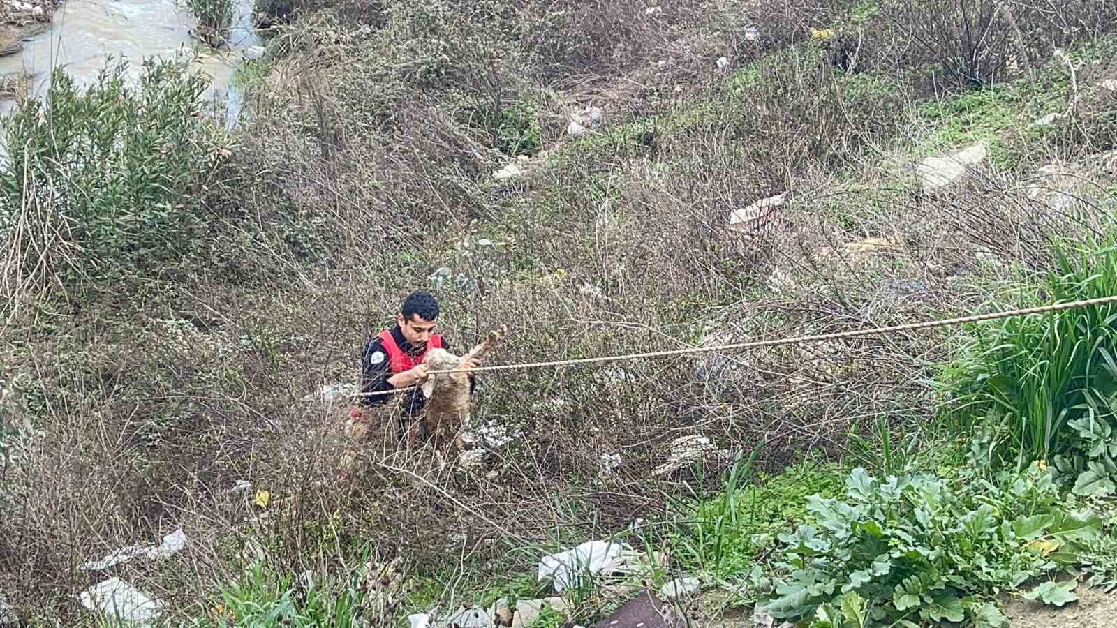 Dere yatağına d&uuml;şen oğlağı kurtarmak isteyen kadın mahsur kaldı
