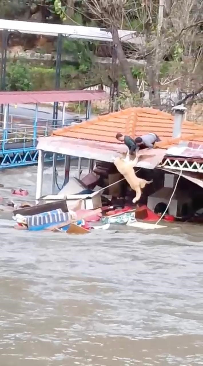 K&ouml;peğini sel sularından kurtaran sahibi o anları anlattı
