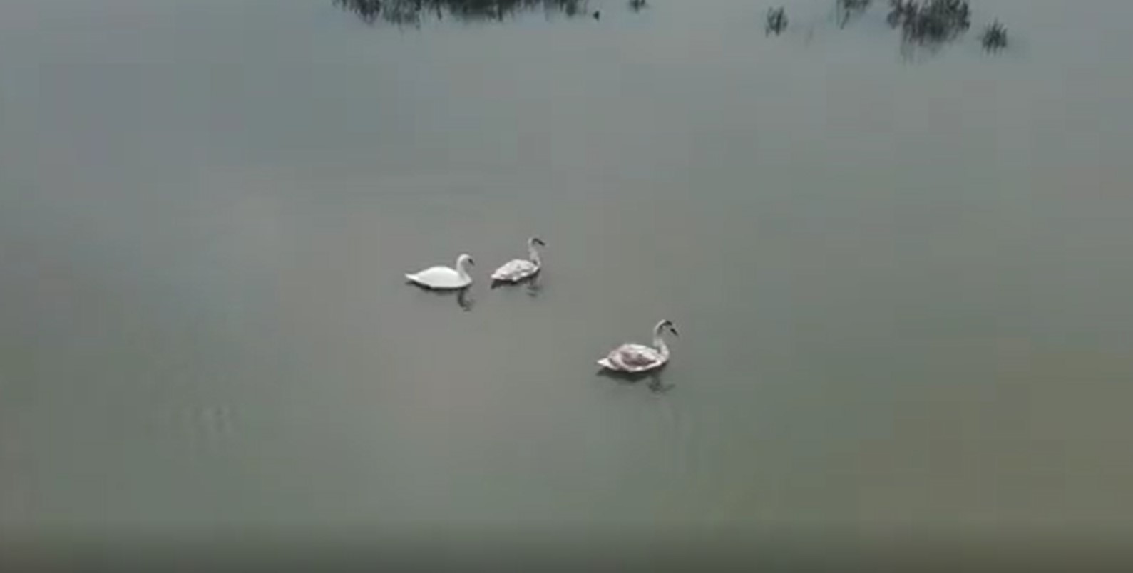 Efteni Gölü kuğuları misafir etti