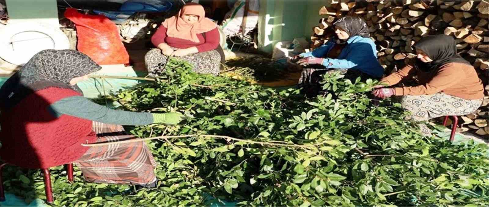 Orman köylüsü ekmeğini topraktan çıkartıyor