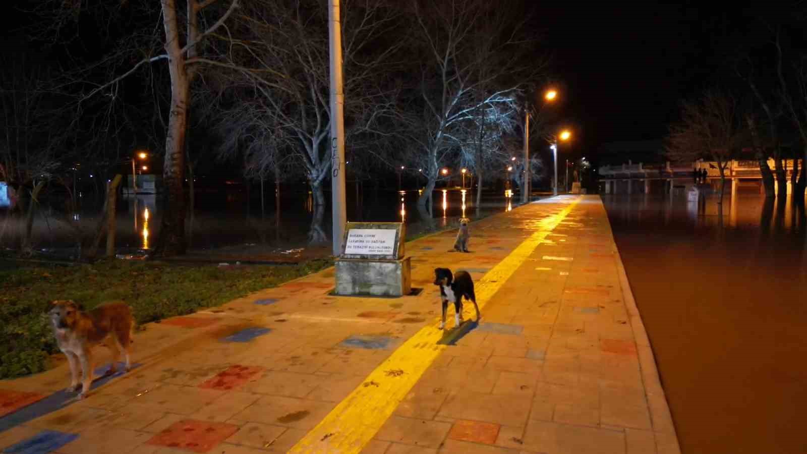 Tunca Nehri taştı: Suyla dolan Sarayiçi güreş alanında köpekler mahsur kaldı