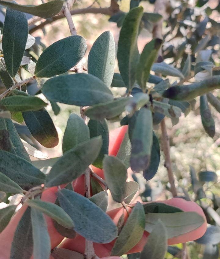 Salihli&rsquo;de zeytin &uuml;reticilerine halkalı leke uyarısı
