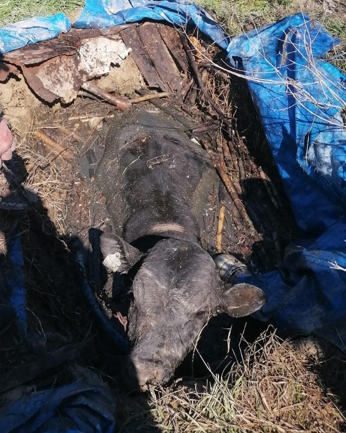 Denizli&rsquo;de foseptik &ccedil;ukuruna d&uuml;şen inek itfaiye ekiplerince kurtarıldı

