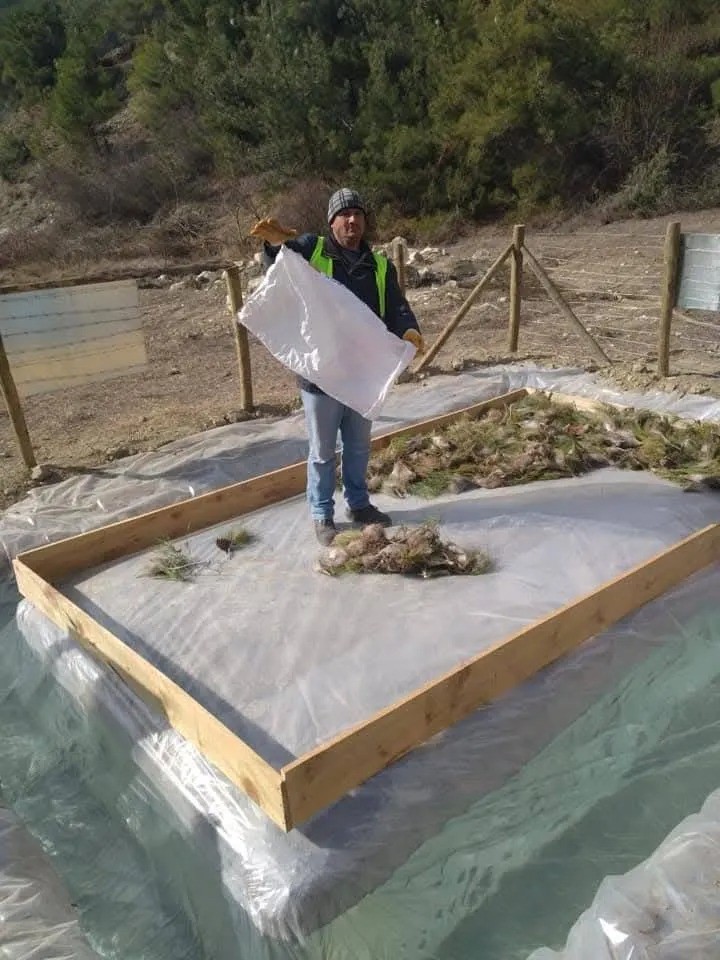 Sinop&rsquo;ta &ccedil;am kese b&ouml;ceği ile m&uuml;cadele
