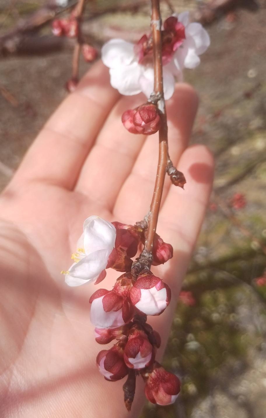 Salihli&rsquo;de sert &ccedil;ekirdekli meyveler i&ccedil;in &lsquo;Monilya&rsquo; uyarısı
