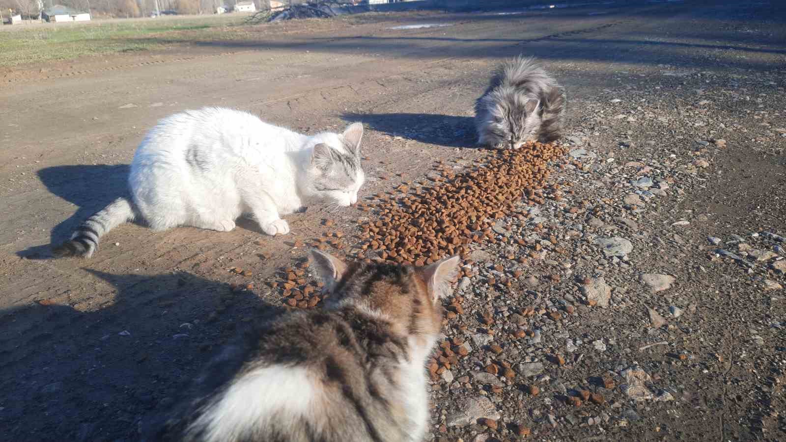 Konya’da aç kalan kediler için 30 kilometre yol gitti