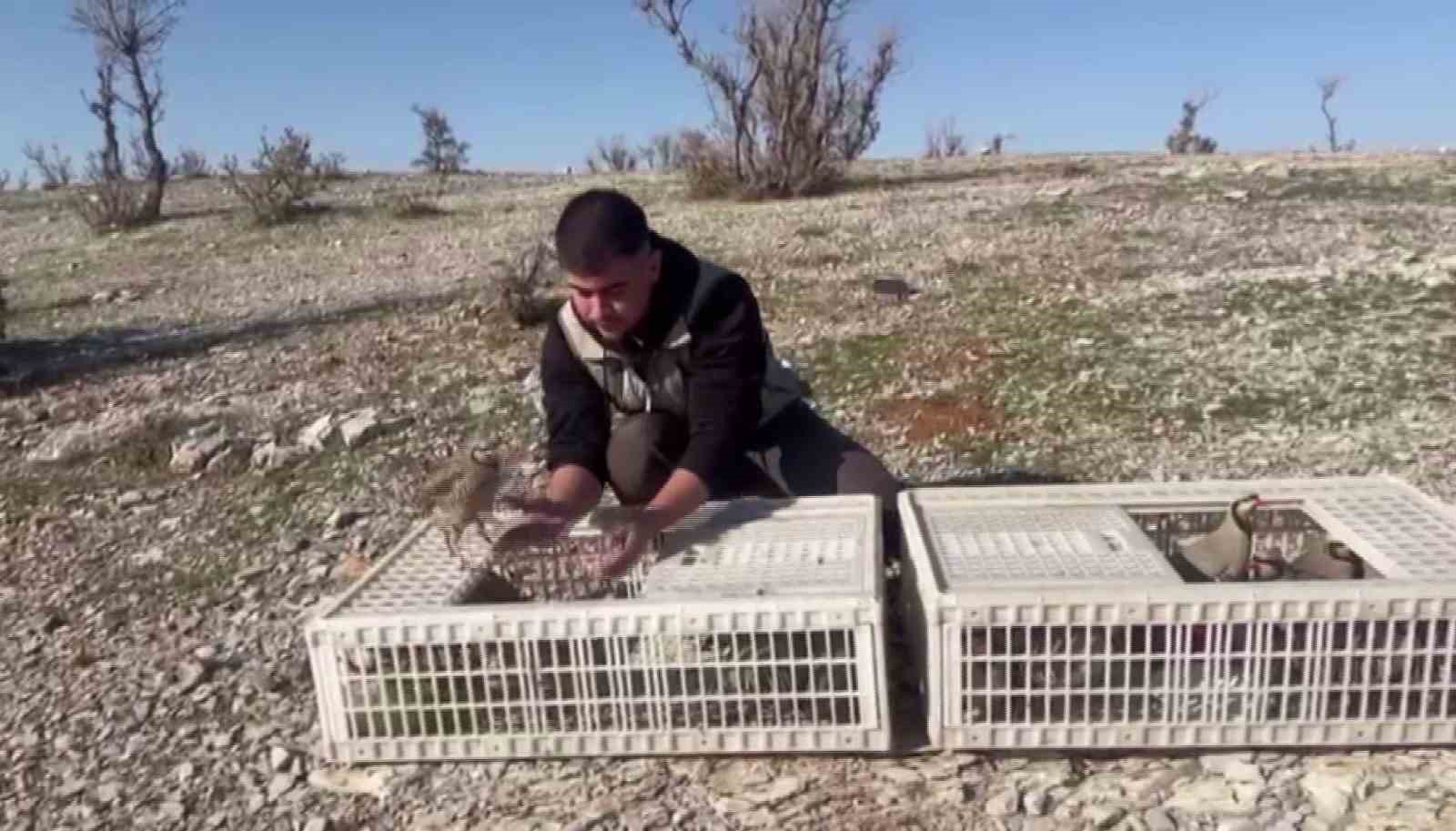 Habur&rsquo;da ele ge&ccedil;irilen 38 kınalı keklik doğaya salındı
