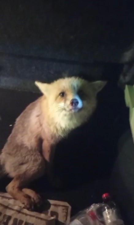 Yaralı tilki i&ccedil;in seferber oldu
