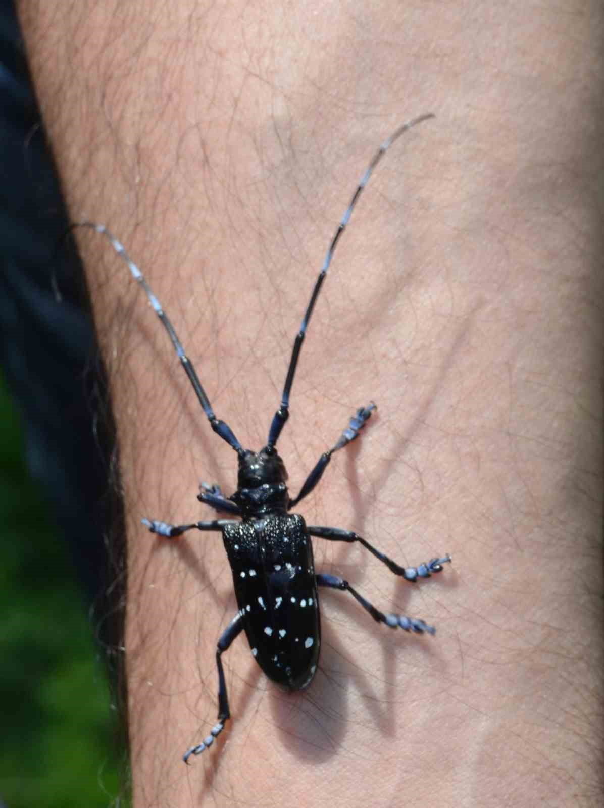 Doğu Karadeniz&rsquo;de &uuml;&ccedil;l&uuml; istilacı t&uuml;r tarımı tehdit ediyor
