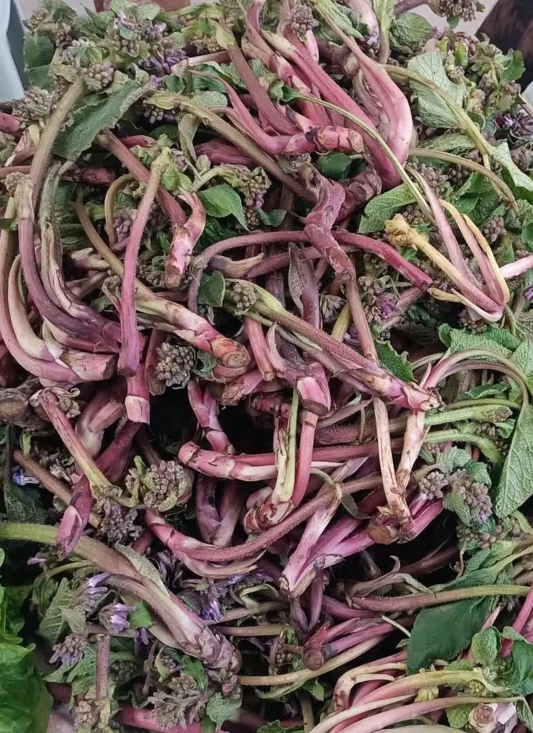 Sinop&rsquo;ta şifa kaynağı zılbıt pazara indi
