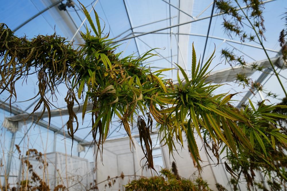 Kenevirden kau&ccedil;uk, krem ve biyomalzeme: OM&Uuml;&rsquo;den &ccedil;ok y&ouml;nl&uuml; kenevir &ccedil;alışmaları
