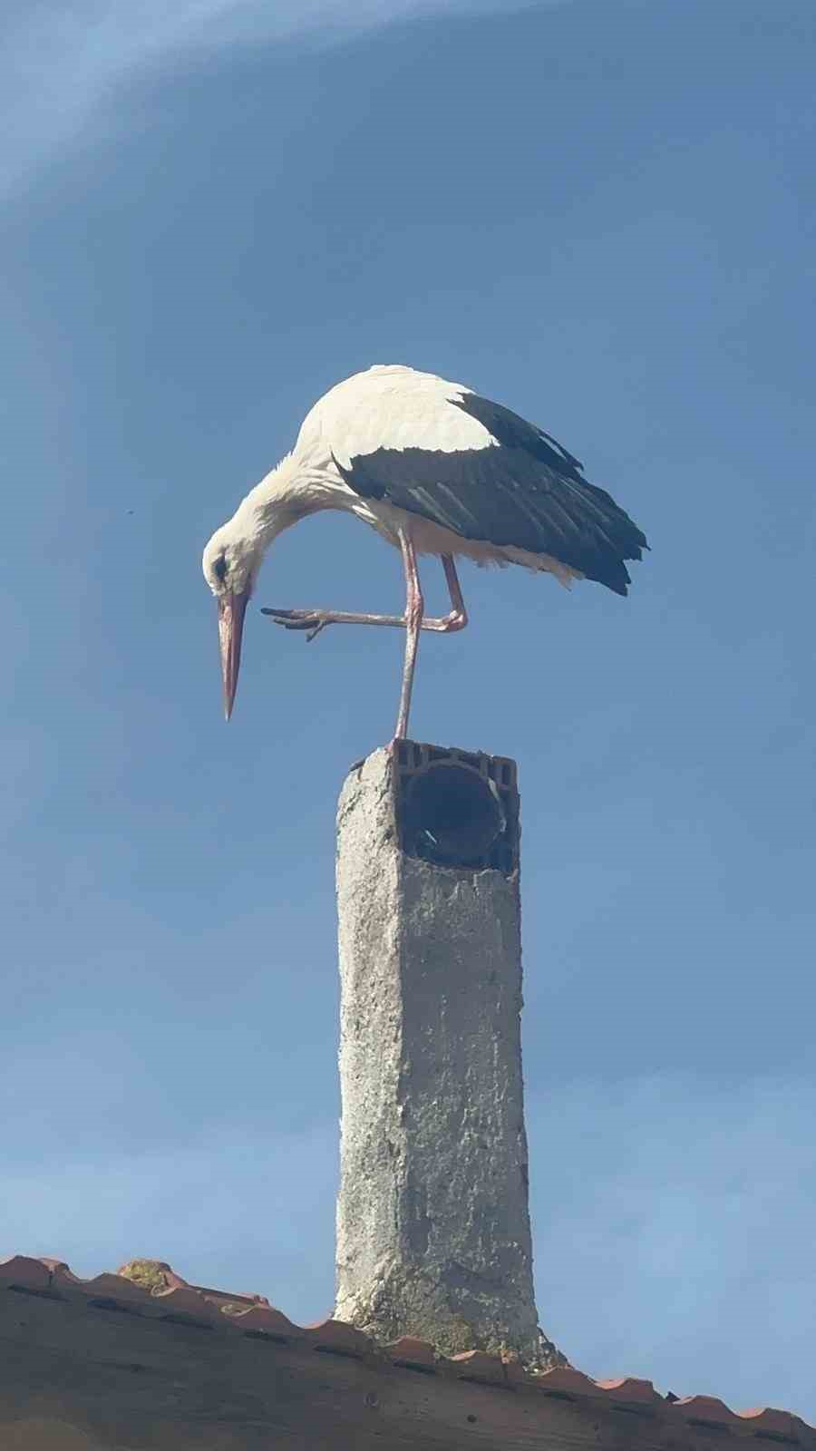 Leylek köyünde büyük sevinç: Eşi geldi, herkes Yaren’i bekliyor