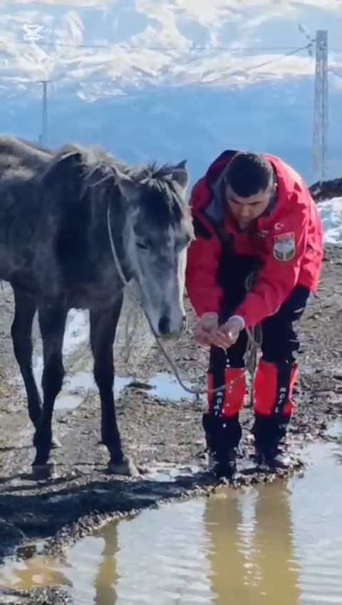 Kurtların saldırısına uğrayan ve dağda mahsur kalan at kurtarıldı
