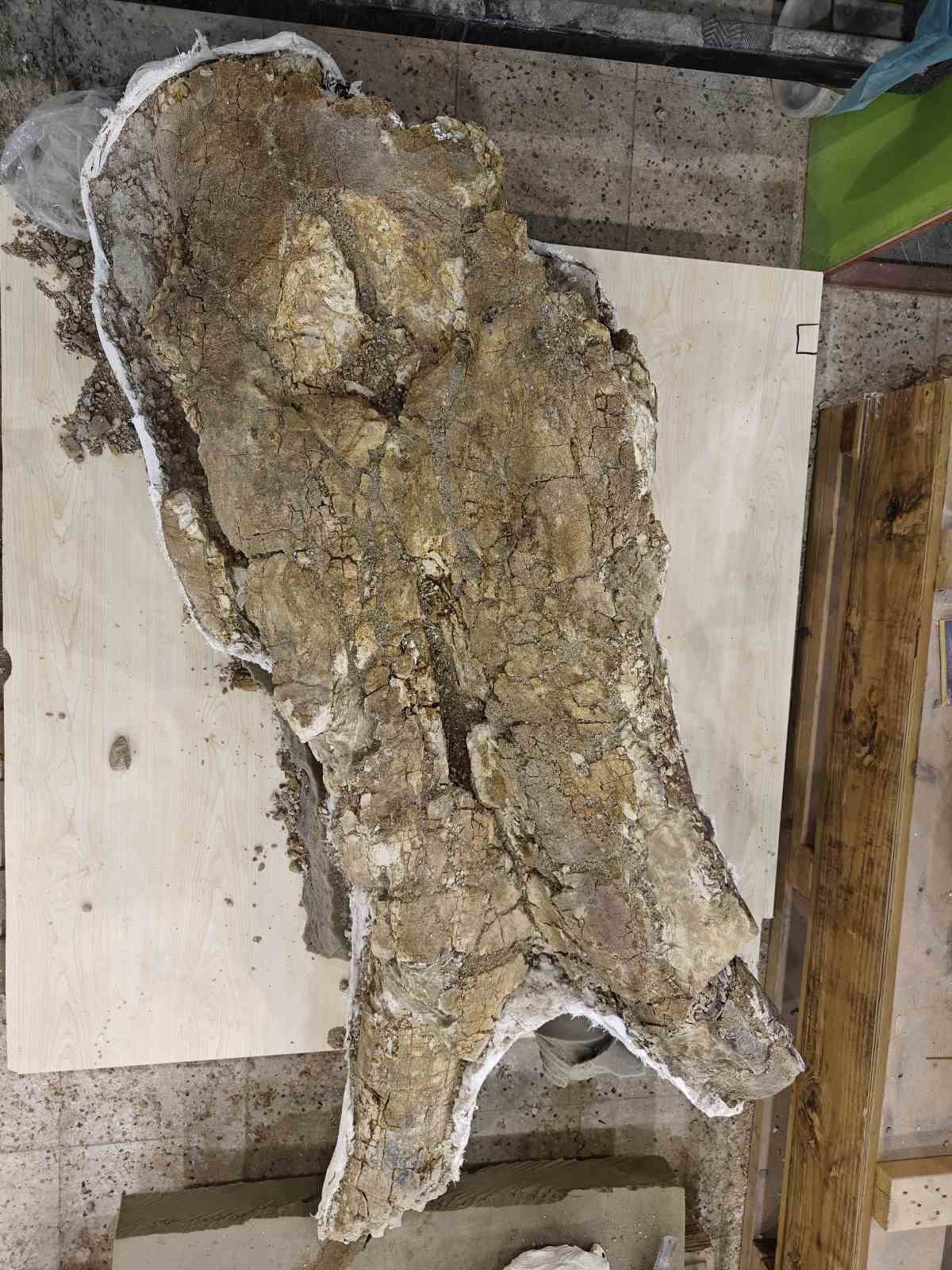 7,7 milyon yıllık tarihe ışık tutan Taşhan&rsquo;da daha sonraki d&ouml;nemlerde yaşayan t&uuml;rlerin fosilleri bulundu
