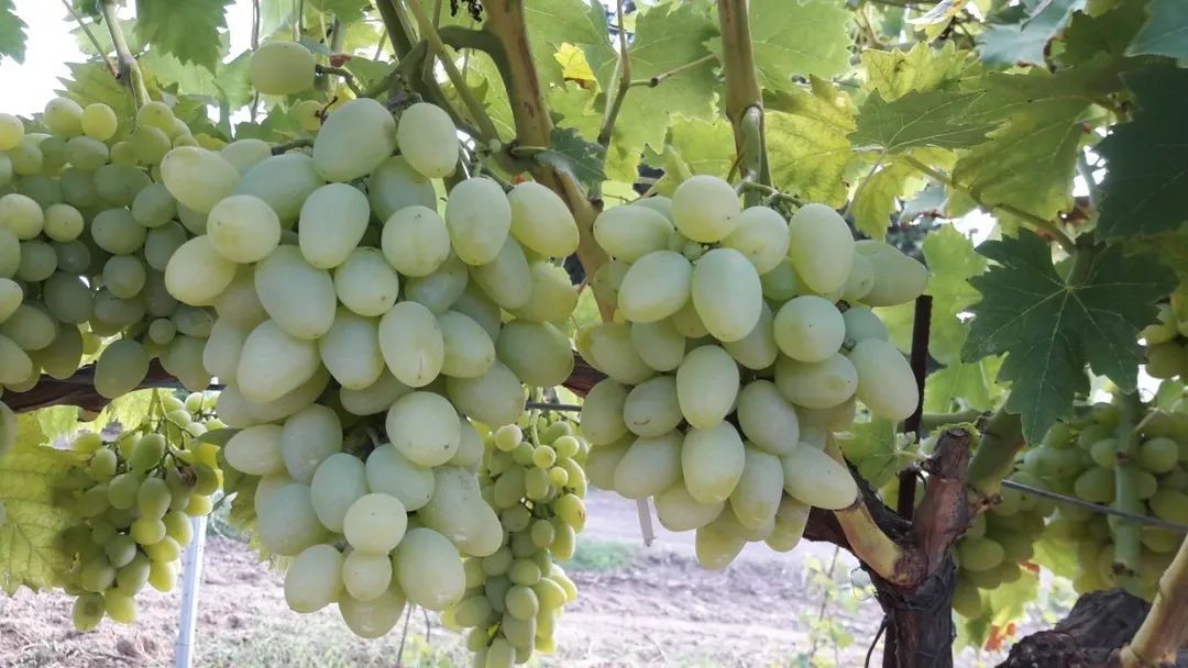 Tekirdağ&rsquo;da "G&uuml;nışığı" &uuml;z&uuml;m&uuml; tescillendi
