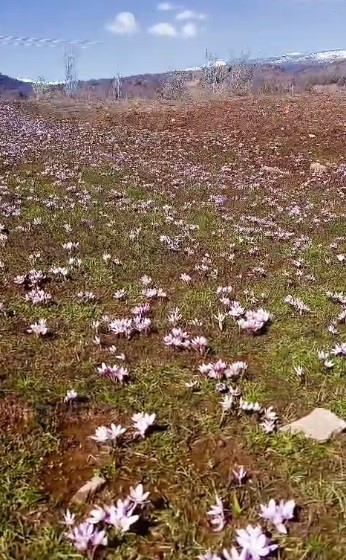 Pülümür Vadisi’nde çiğdemler yalancı bahara aldandı