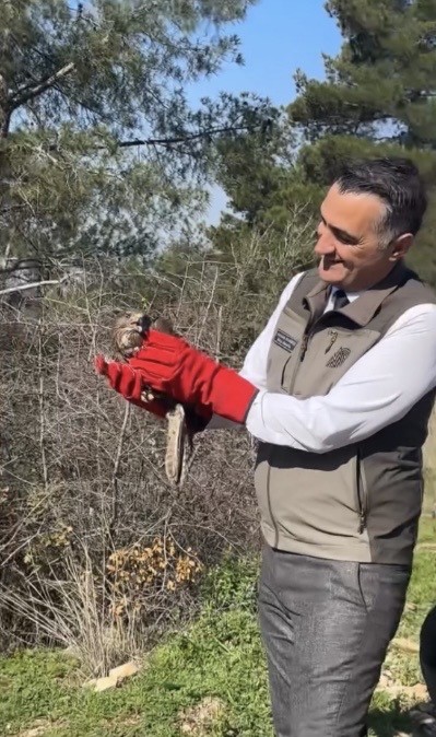 Osmaniye&rsquo;de tedavileri tamamlanan şahinler, doğaya kanat &ccedil;ırptı
