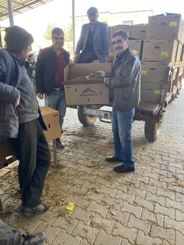 Karacasu’da tütünler paketlenmeye başladı, üretici fiyatlardan dert yandı