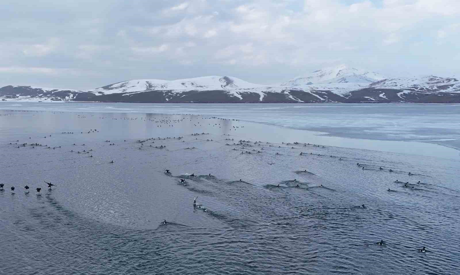 Nazik G&ouml;l&uuml;&rsquo;nde buzlar &ccedil;&ouml;z&uuml;ld&uuml;, &ouml;rdeklerin dansı hayran bıraktı
