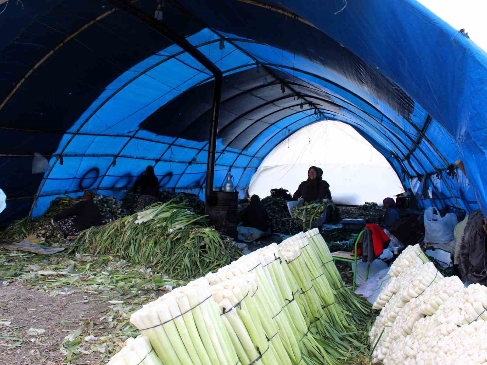 L&uuml;leburgaz&rsquo;da pırasa hasadı
