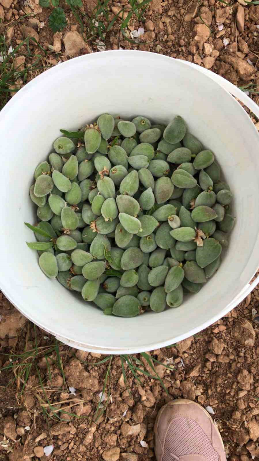 Datça’nın ünlü ‘çağla badem’i tezgaha inmeye hazır