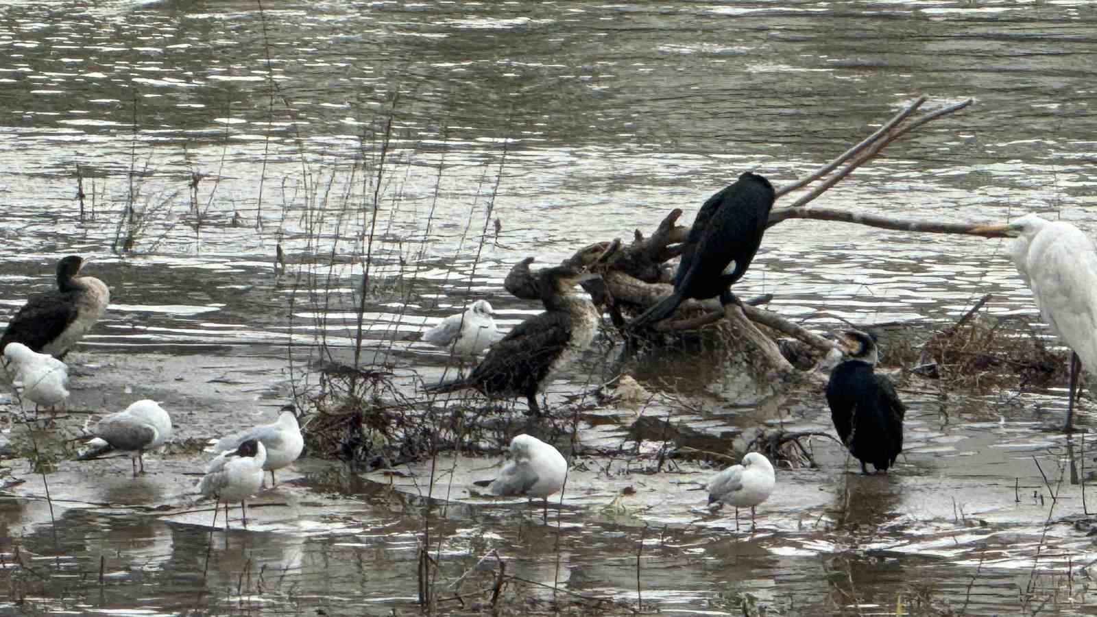 Alaplı &Ccedil;ayı y&uuml;zlerce kuş t&uuml;r&uuml;ne k&ouml;pr&uuml; oluyor
