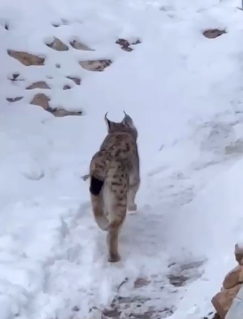 Şiran’da yerleşim alanında vaşak görüntülendi