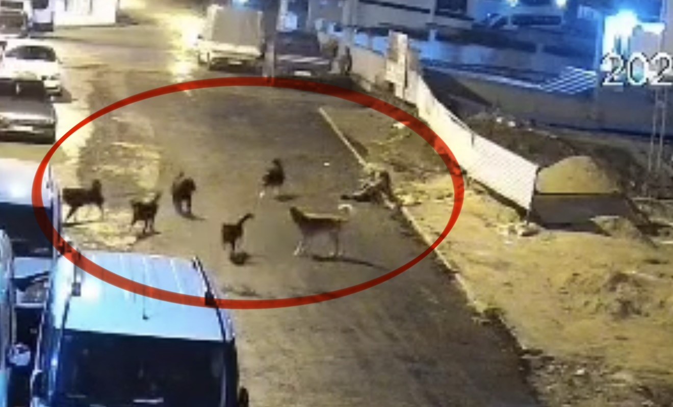 Sokak k&ouml;peklerinin dehşeti kamerada: Teravih d&ouml;n&uuml;ş&uuml; yaşlı kadına saldırdılar
