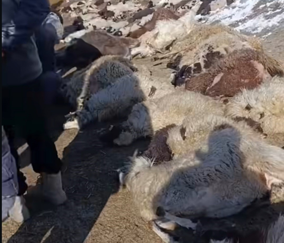 Van&rsquo;da ahırda feci yangın: 67 k&uuml;&ccedil;&uuml;kbaş hayvan telef oldu
