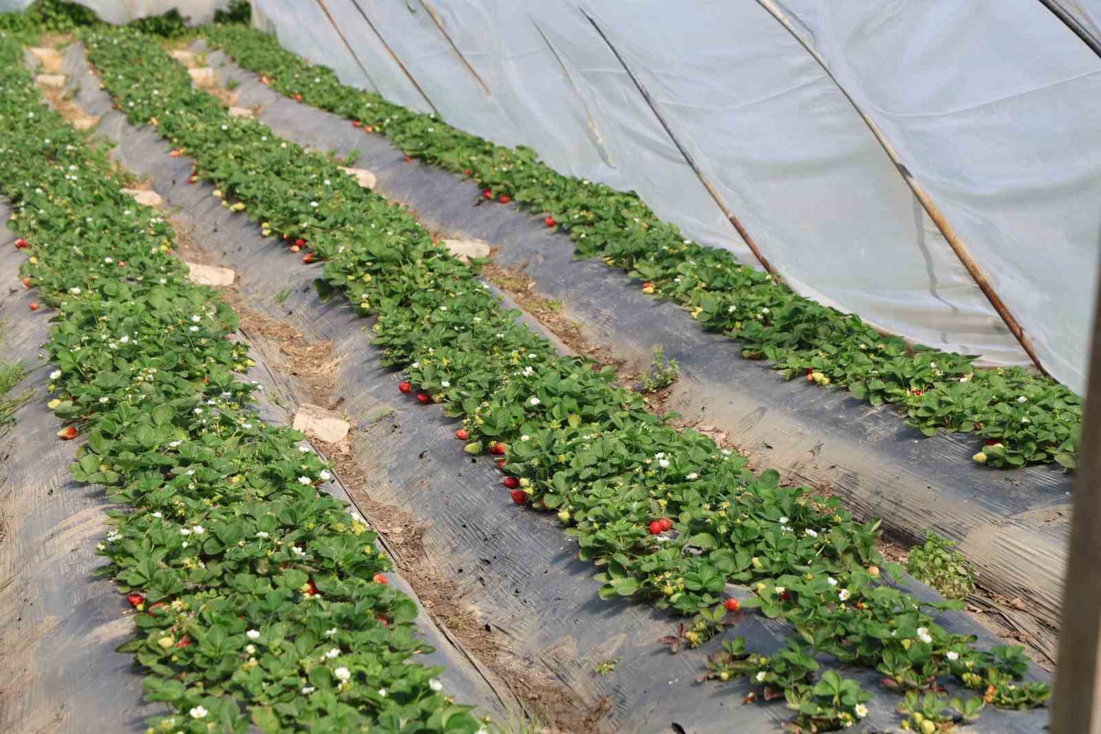 Narenciyeden umduğunu bulamayan &uuml;retici &ccedil;ileğe y&ouml;neldi

