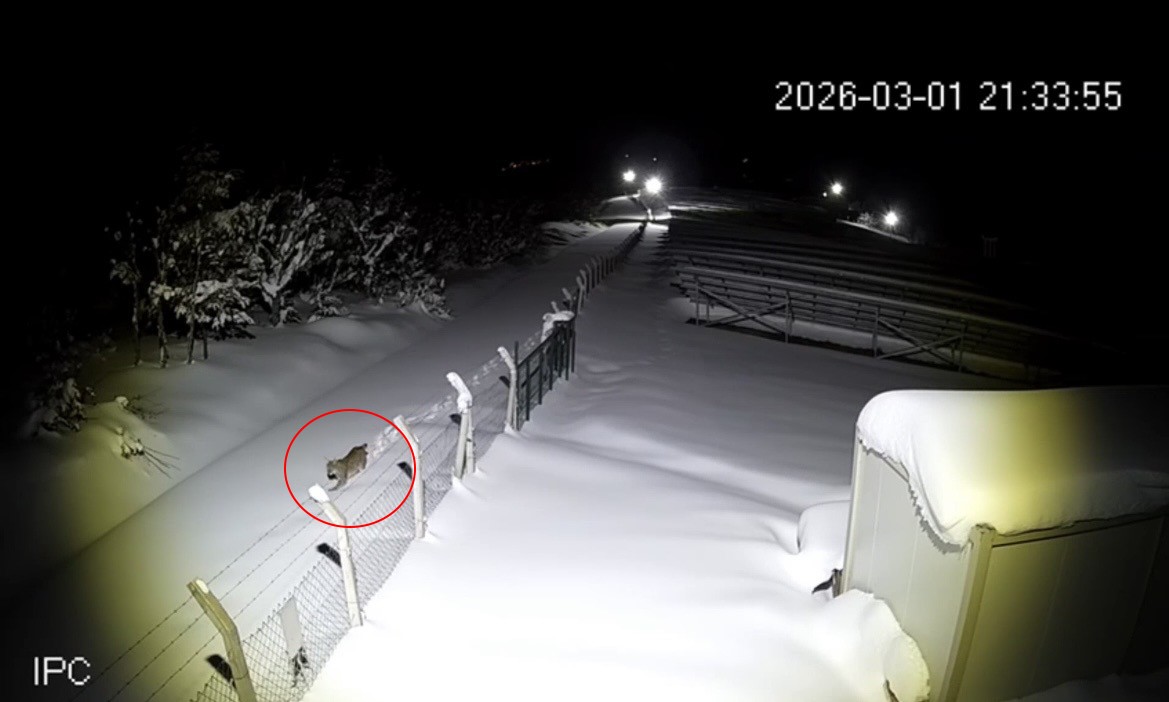 Ordu&rsquo;da nesli t&uuml;kenmekte olan vaşak g&ouml;r&uuml;nt&uuml;lendi
