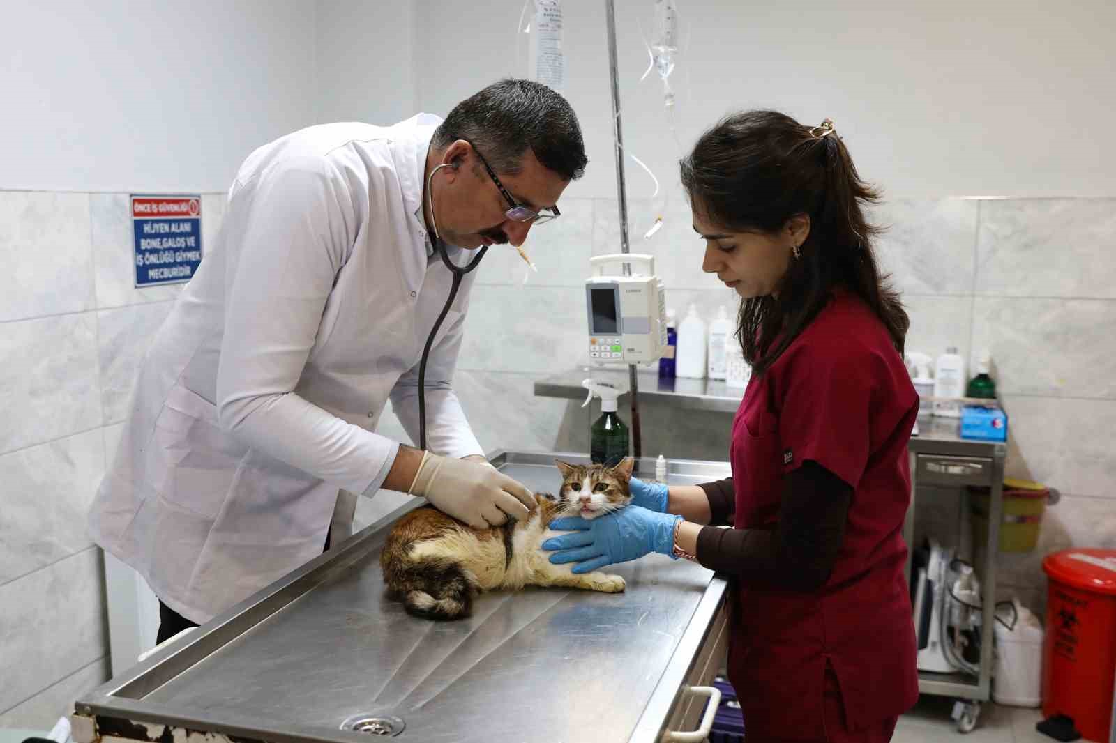 Yaralı kediye B&uuml;y&uuml;kşehir şefkati
