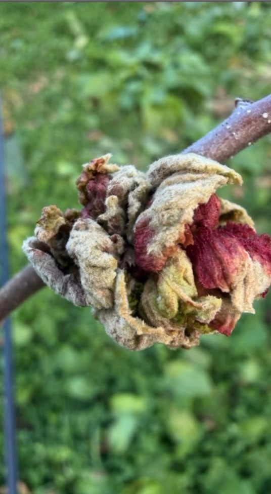 Fındıkta kozalak akarı verim kaybına yol a&ccedil;ıyor
