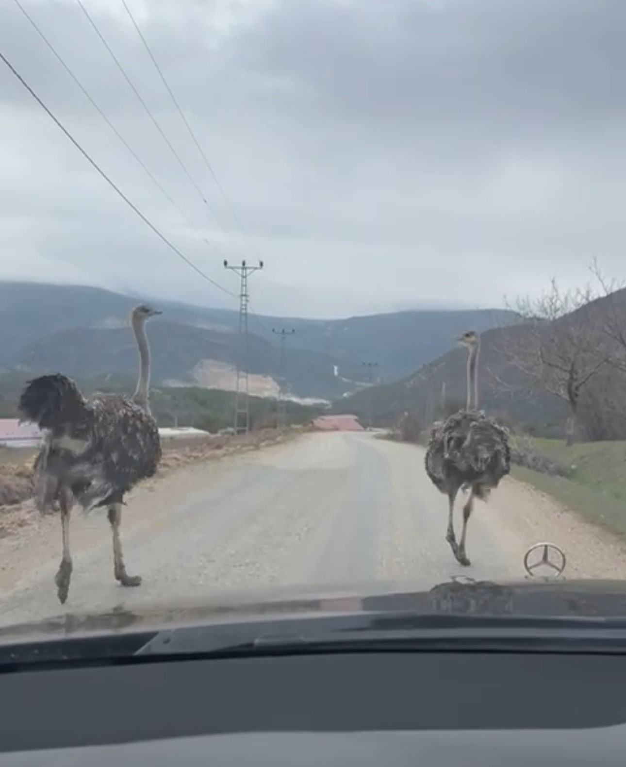 K&ouml;y yolunda koşan deve kuşları kameraya yansıdı
