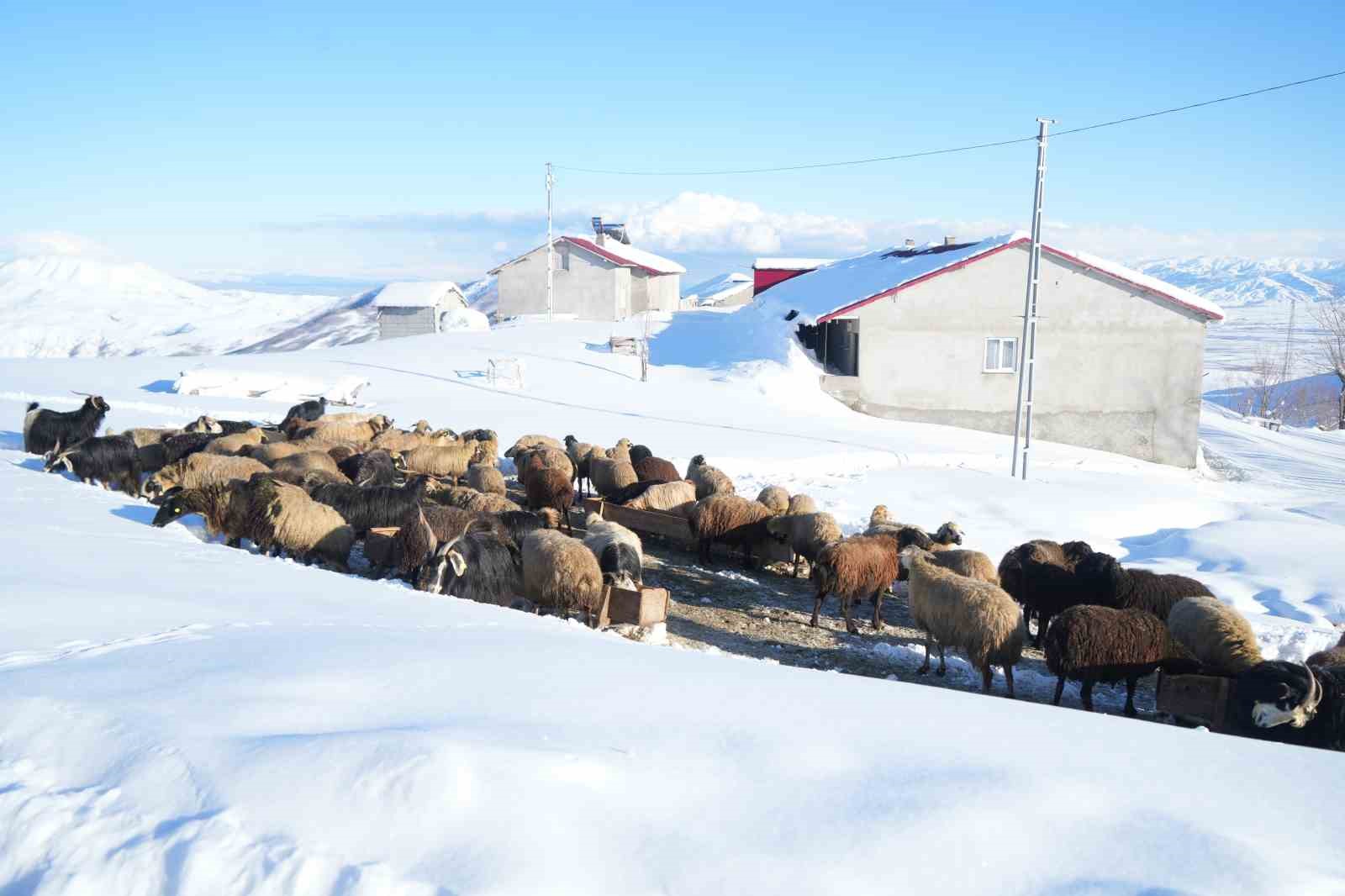 Muş&rsquo;ta 1800 rakımlı k&ouml;y kara g&ouml;m&uuml;ld&uuml;: Evler kar altında, ulaşım t&uuml;nellerle sağlanıyor
