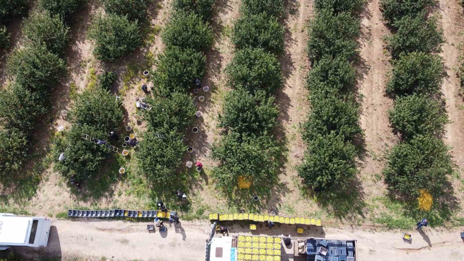 Dikenli limon &uuml;reticinin y&uuml;z&uuml;n&uuml; g&uuml;ld&uuml;rd&uuml;
