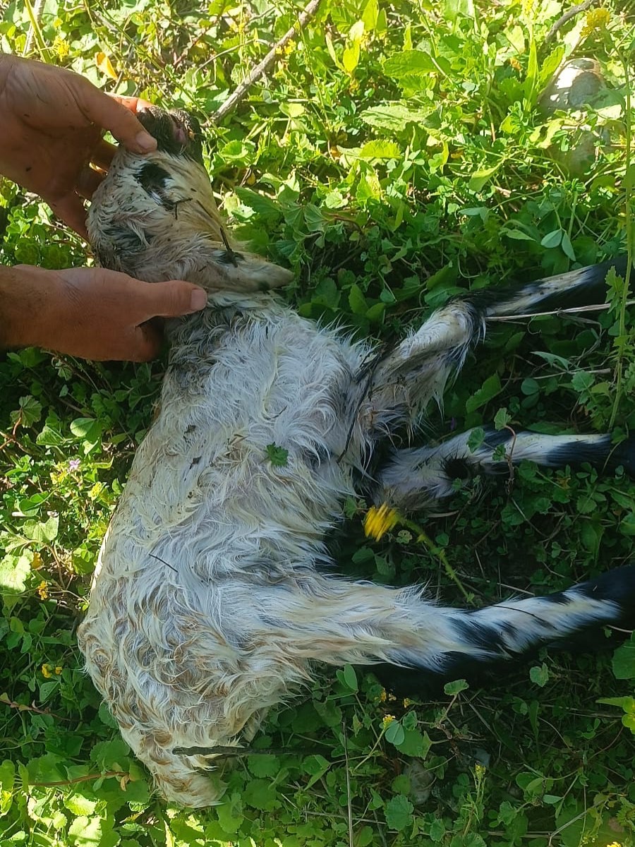 Defne&rsquo;de kuyuya d&uuml;şen kuzuyu itfaiye kurtardı
