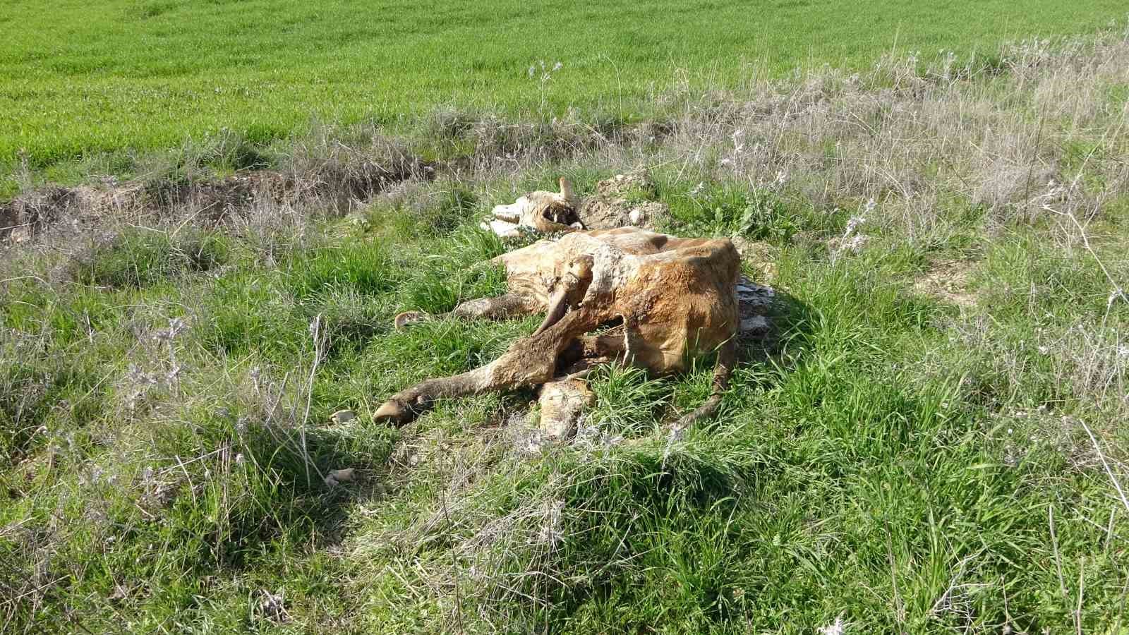 Baraj i&ccedil;erisine ve ulu orta atılan b&uuml;y&uuml;kbaş hayvan leşleri pes dedirtti
