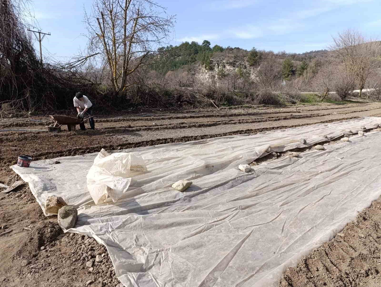 Selendi’de tütün üreticisinin zorlu mesaisi başladı