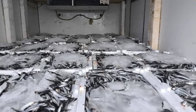 Aydın&rsquo;da nakil belgesiz 290 kasa balığa el konuldu
