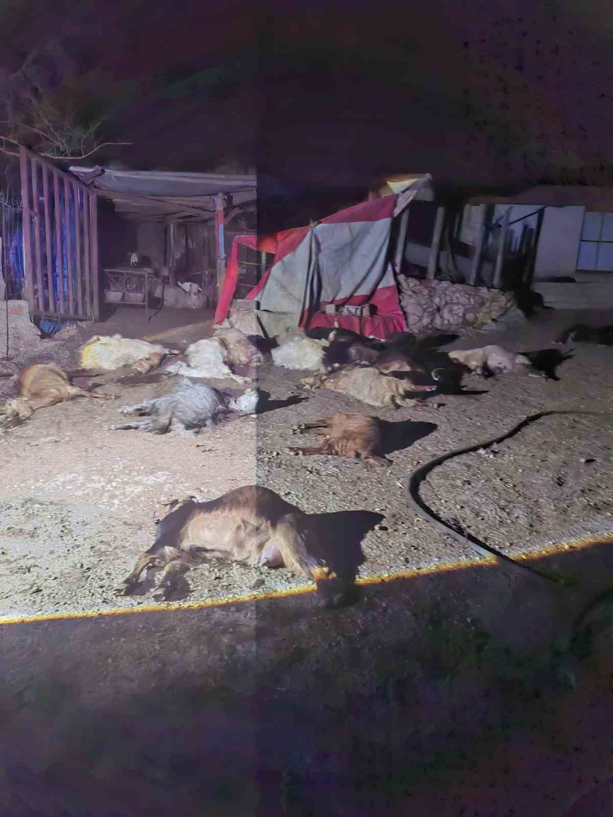 Akaryakıt karıştığı iddia edilen yağmur suyu birikintisinden su i&ccedil;en 43 k&uuml;&ccedil;&uuml;kbaş hayvan telef oldu
