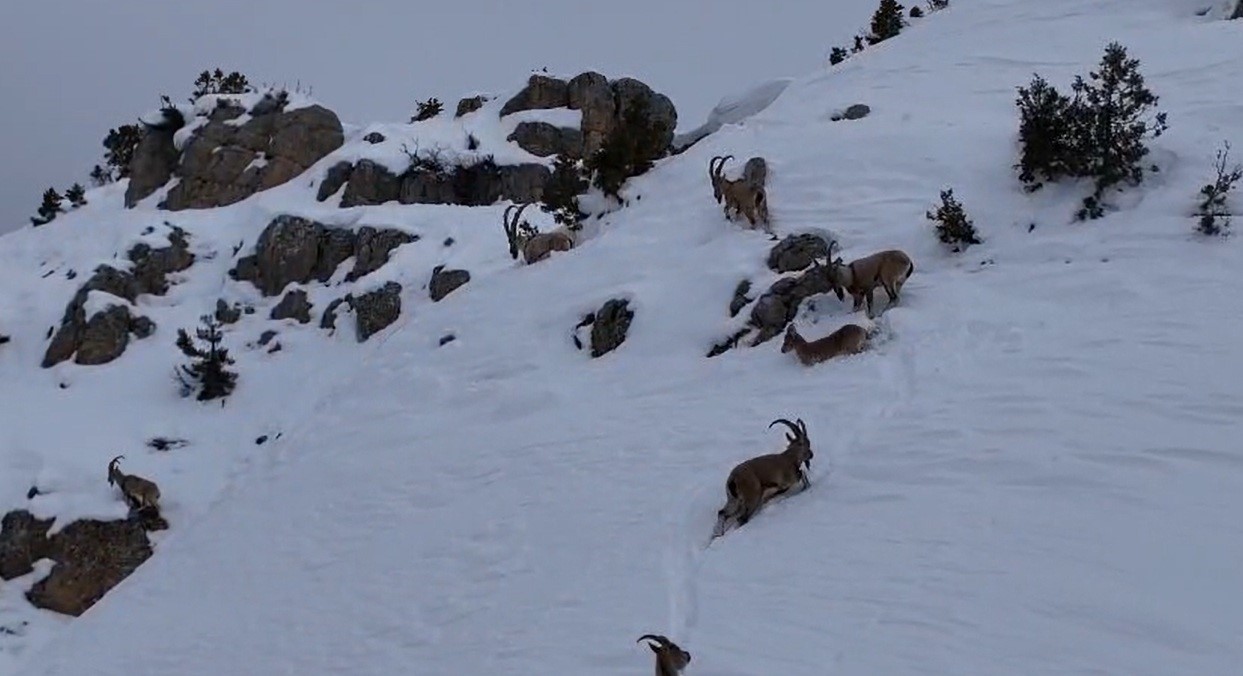 Munzur Dağları&rsquo;nda yaban ke&ccedil;ileri karlı zirvelerde g&ouml;r&uuml;nt&uuml;lendi
