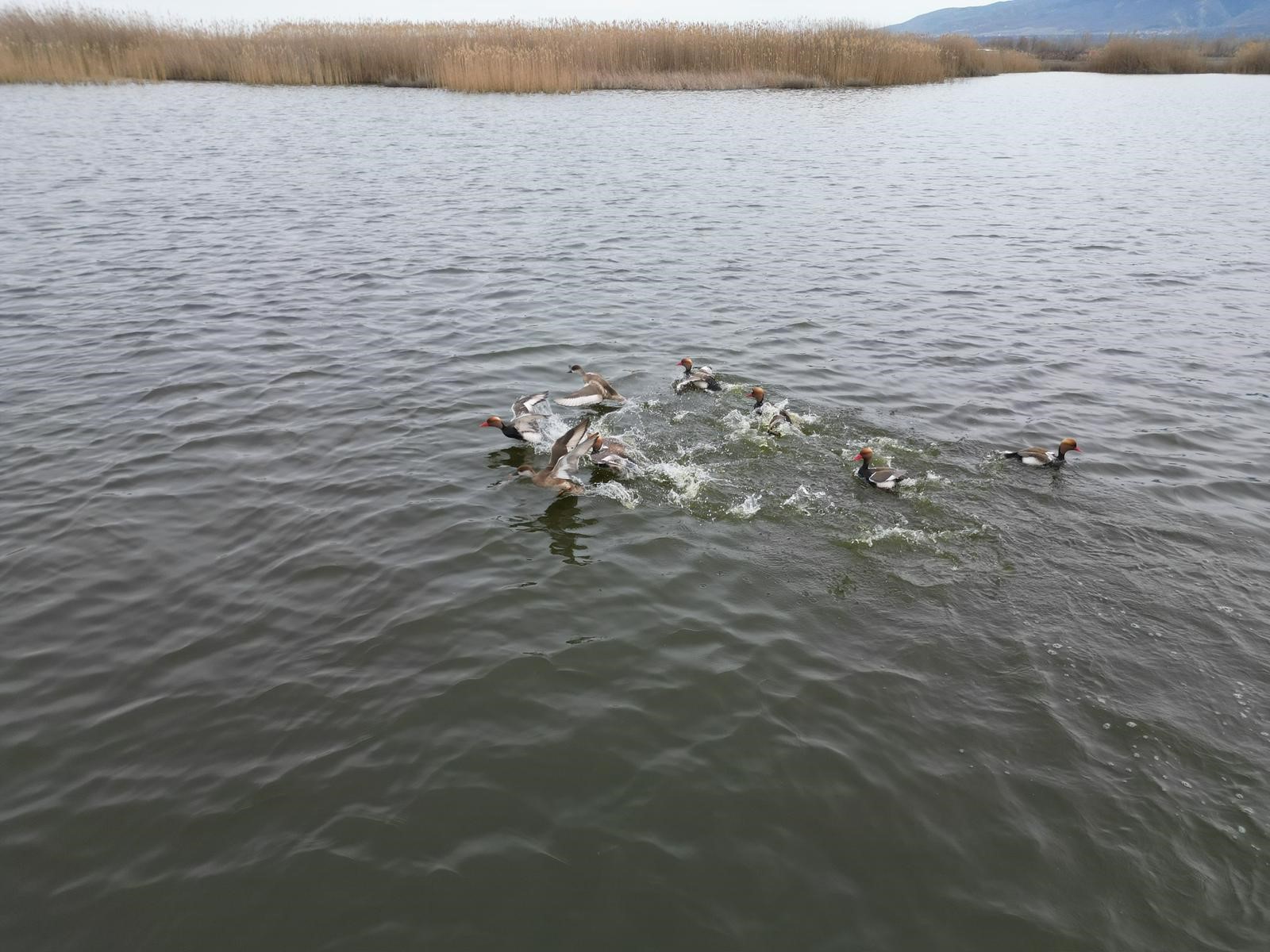 Eber G&ouml;l&uuml;&rsquo;nden sevindirici haber geldi