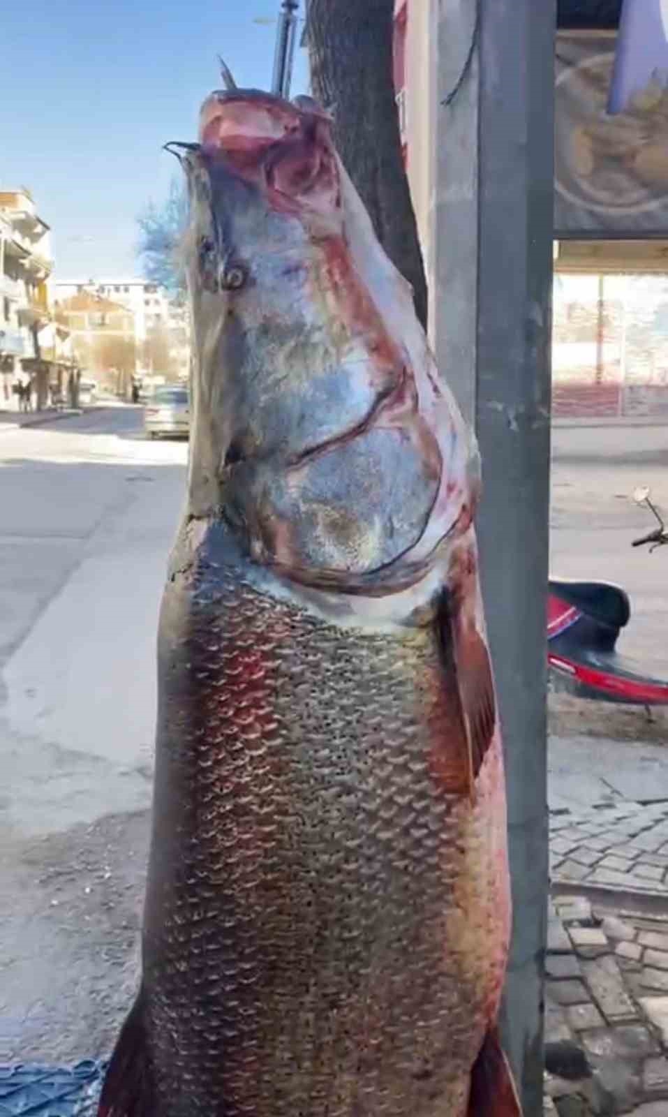 Elazığ’da 97 kilogram turna balığı yakalandı