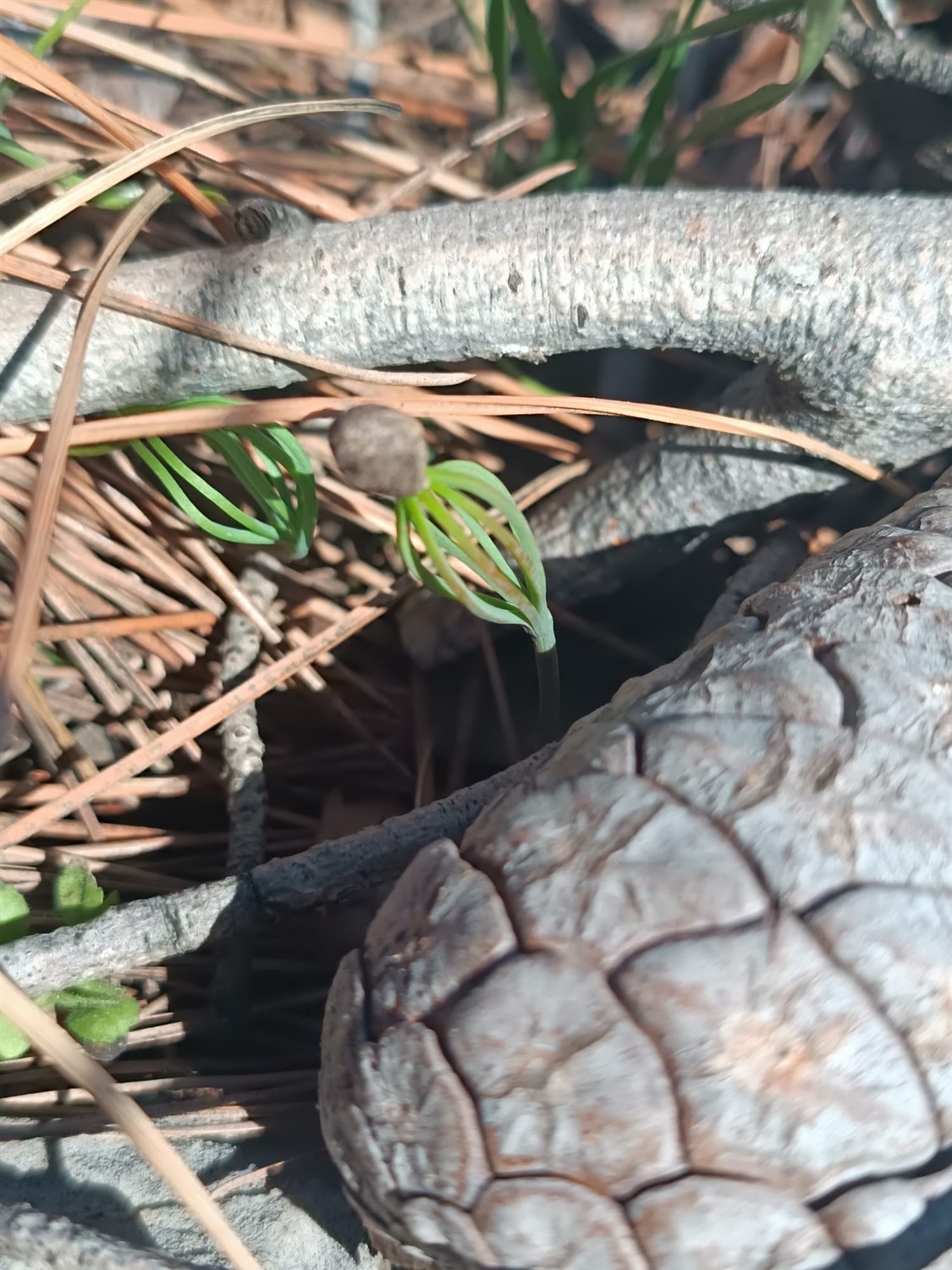 Mersin’de yangın sahalarında doğa yeniden canlanıyor
