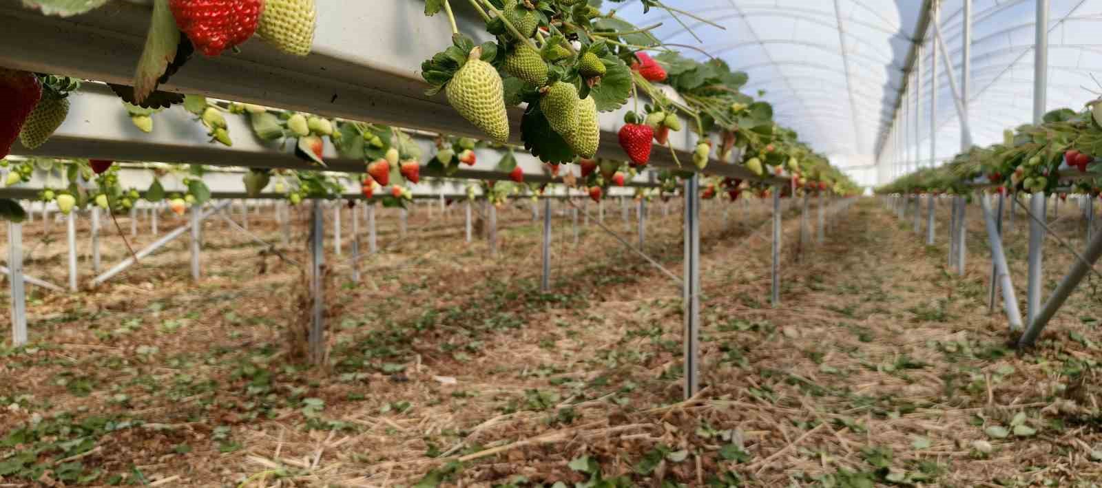 Silifke&rsquo;de &ouml;rt&uuml; altı &ccedil;ilekte bahar hasadı: Kilosu 140 ile 160 TL arasında
