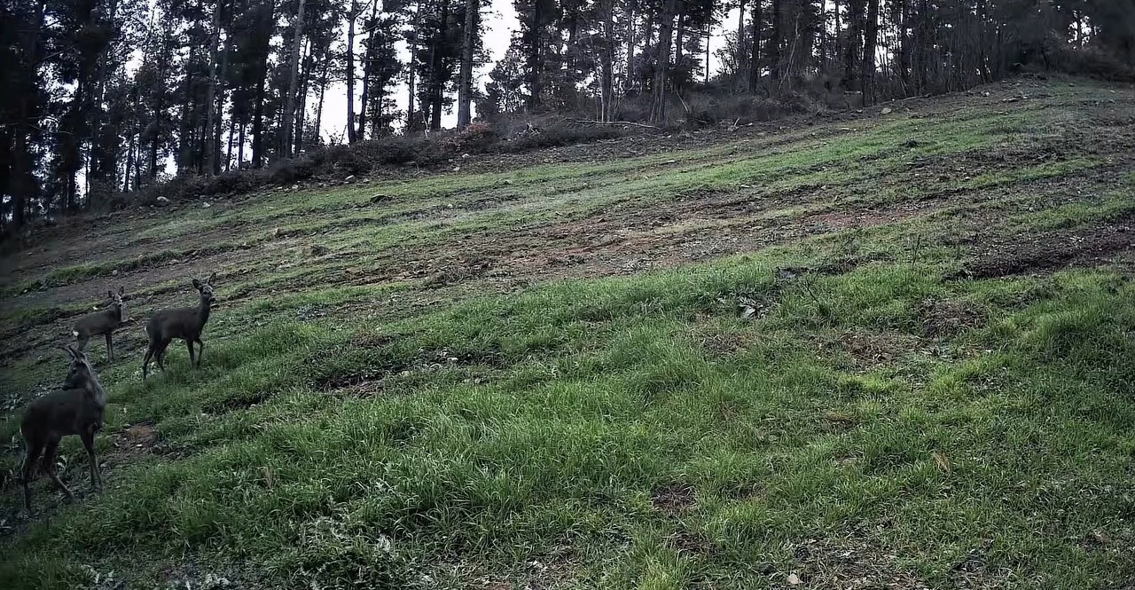 Ganos Dağları&rsquo;nda karaca s&uuml;r&uuml;s&uuml; fotokapana yansıdı
