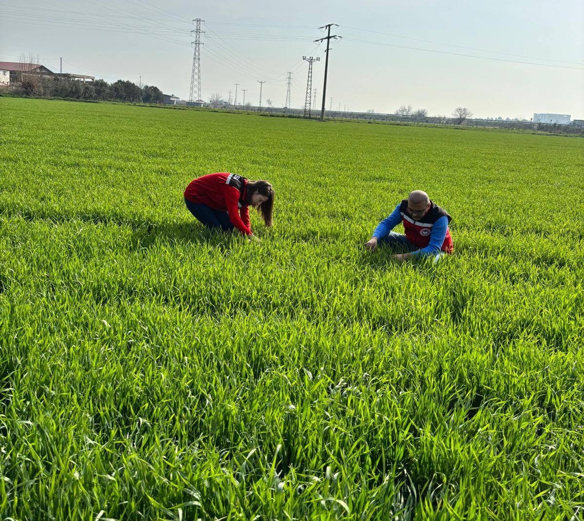 Manisa’da buğday üreticilerine ‘Septorya’ uyarısı
