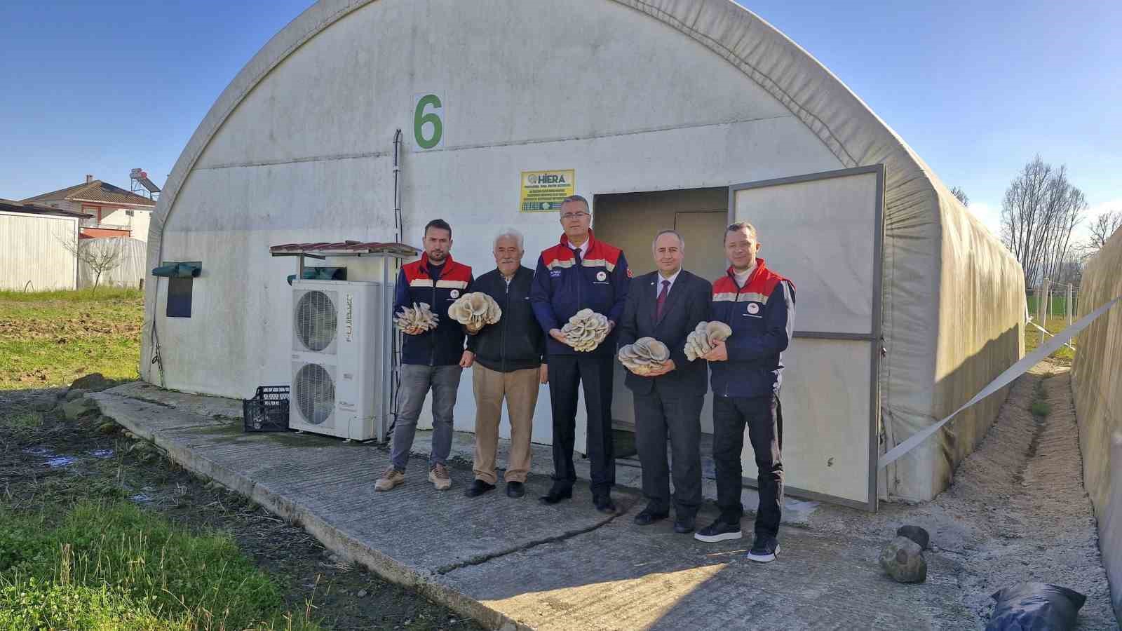 &Ccedil;arşamba&rsquo;da istiridye mantarı &uuml;retimi artıyor
