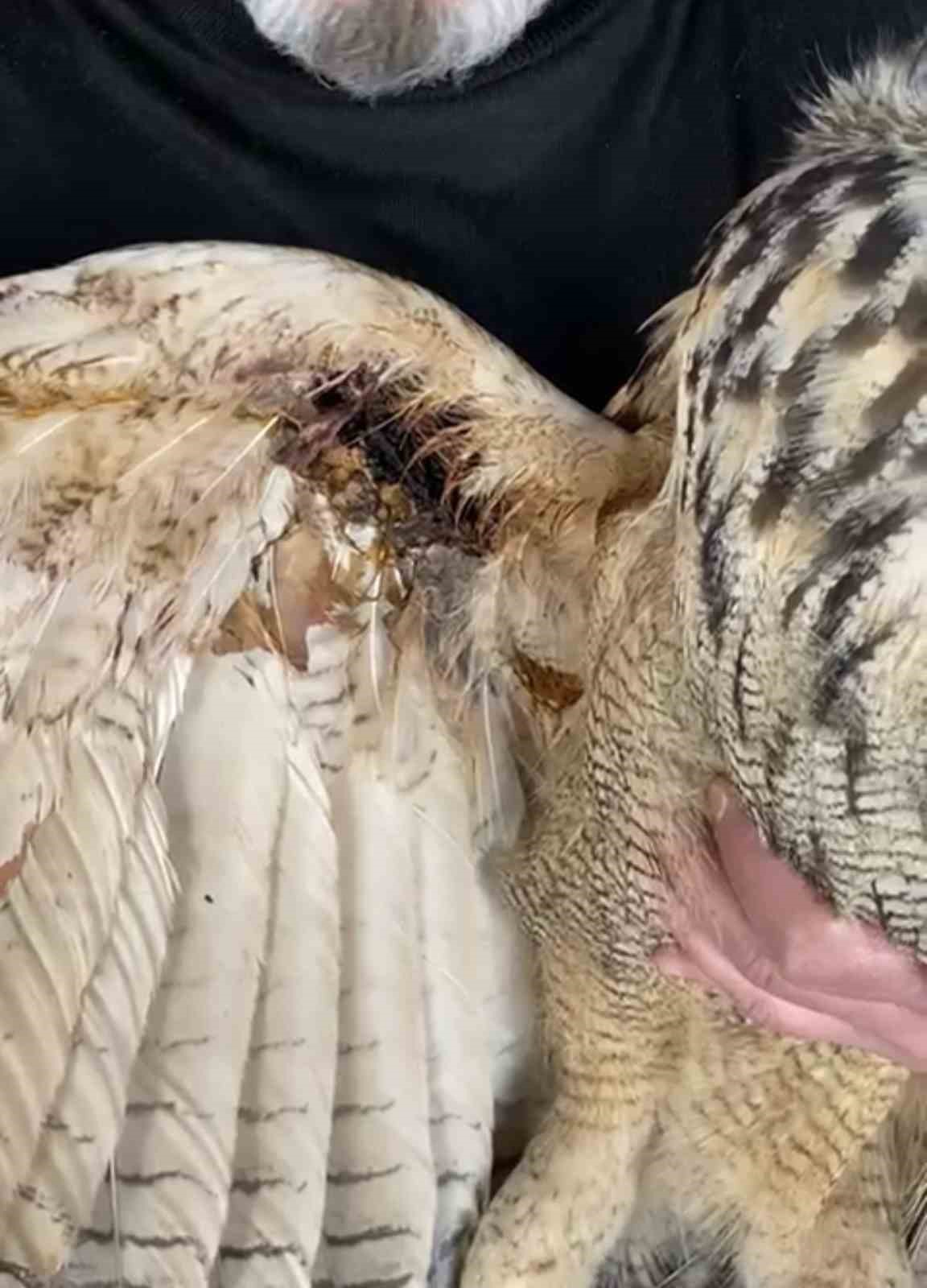 Elazığ&rsquo;da yaralı halde bulunan puhu ekiplere teslim edildi
